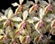 3061 V. lamellata